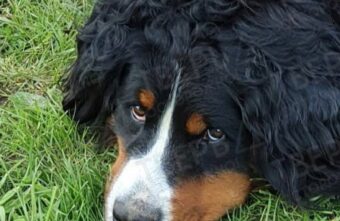 Жительница Твери рассказала страшную историю о похищении ее собаки Жительница Твери рассказала страшную историю о похищении ее собаки