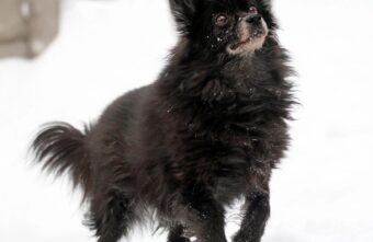 Пёс Малыш из Тверской области умрёт, так и не попав к новым хозяевам Пёс Малыш из Тверской области умрёт, так и не попав к новым хозяевам