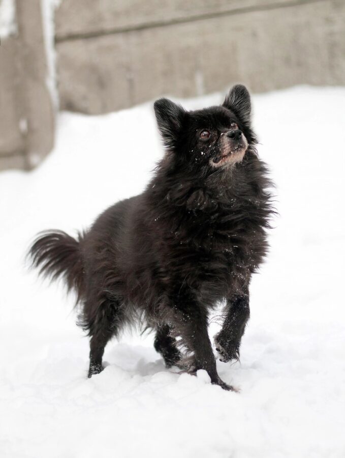 Пёс Малыш из Тверской области умрёт, так и не попав к новым хозяевам