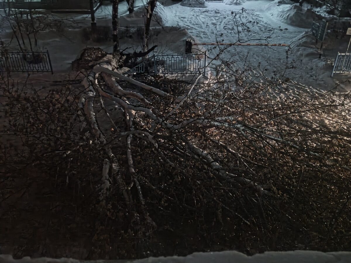 В Твери дерево перекрыло проезд к больнице