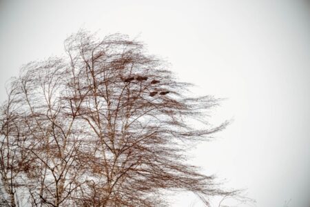 МЧС предупреждает жителей Тверской области об ураганном ветре