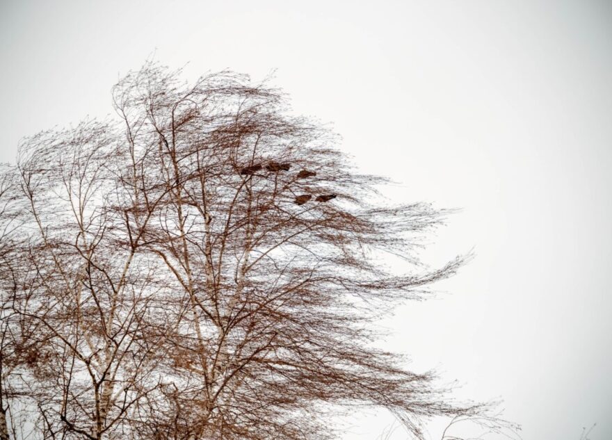 МЧС предупреждает жителей Тверской области об ураганном ветре