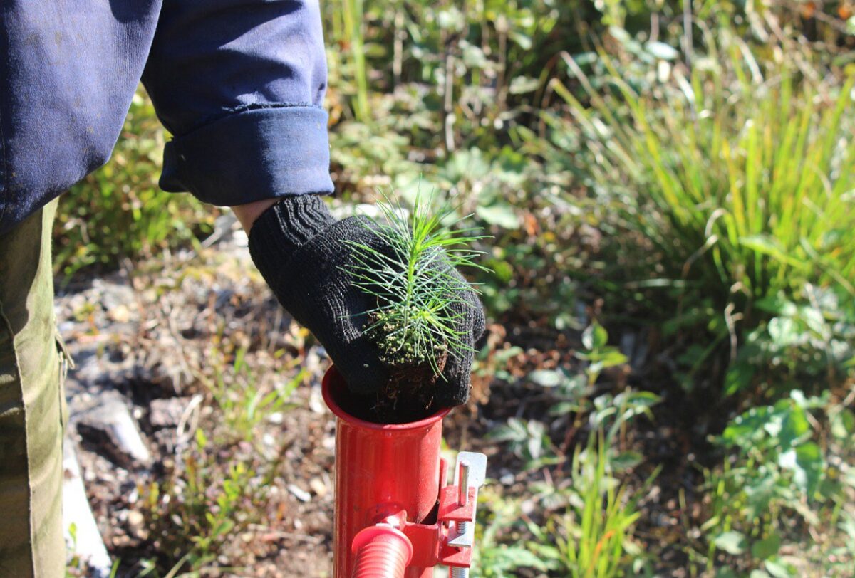 В Тверской области утверждена госпрограмма по охране лесов