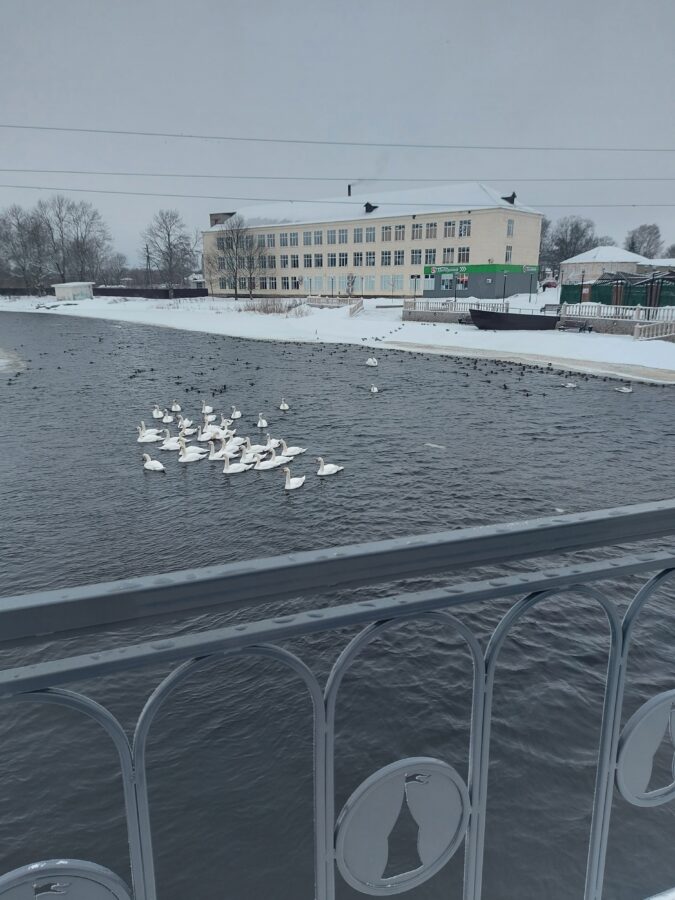 Это просто чудо: на реке Торопе в Тверской области зимует стая лебедей