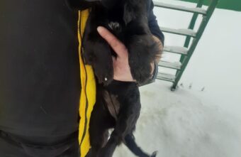 Собака, которую сбили в Тверской области, нашла хозяина