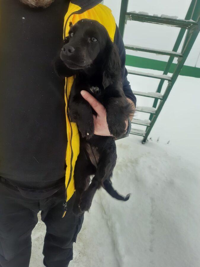 Собака, которую сбили в Тверской области, нашла хозяина