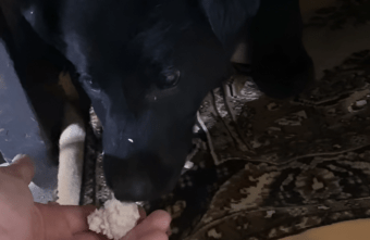 Щенков, спасённых полицейскими в Тверской области, приучают к рукам Щенков, спасённых полицейскими в Тверской области, приучают к рукам