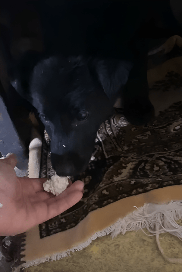 Щенков, спасённых полицейскими в Тверской области, приучают к рукам