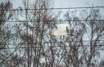 Тверитяне продолжают делиться редкими фотографиями цапли из Красной книги Тверитяне продолжают делиться редкими фотографиями цапли из Красной книги