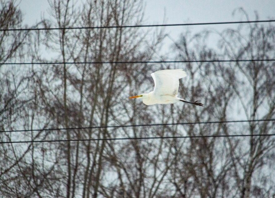 Тверитяне продолжают делиться редкими фотографиями цапли из Красной книги