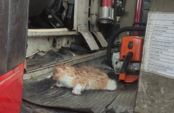 В Тверской области при тушении пожара спасли котенка В Тверской области при тушении пожара спасли котенка