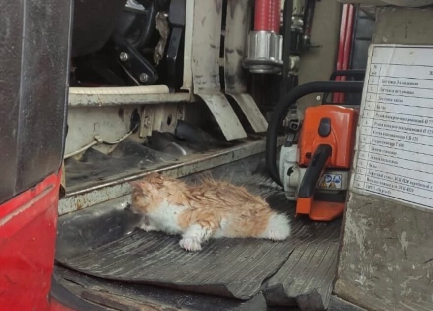 В Тверской области при тушении пожара спасли котенка