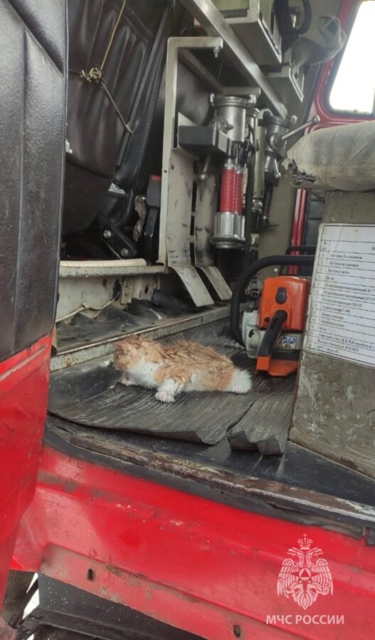 В Тверской области при тушении пожара спасли котенка