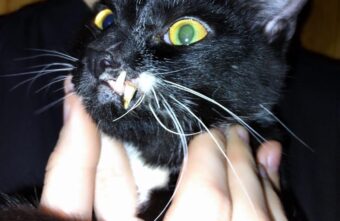 В Тверской области нашли котика с челюстью бульдога