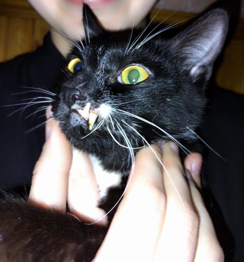 В Тверской области нашли котика с челюстью бульдога