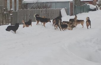 В Тверской области стая собак пугает жителей и набрасывается на домашних питомцев