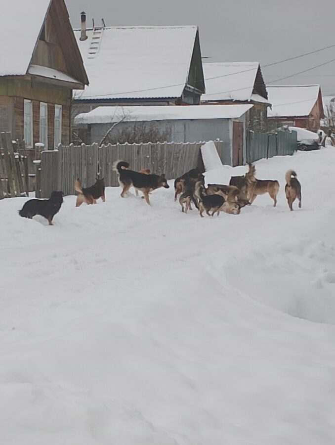 В Тверской области стая собак пугает жителей и набрасывается на домашних питомцев