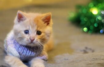 Тверские волонтёры получили 925 килограммов новогодних подарков для бездомных животных