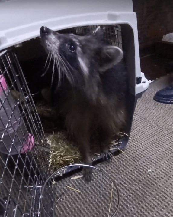 Енот Эмма из Тверской области благополучно доехала до нового дома