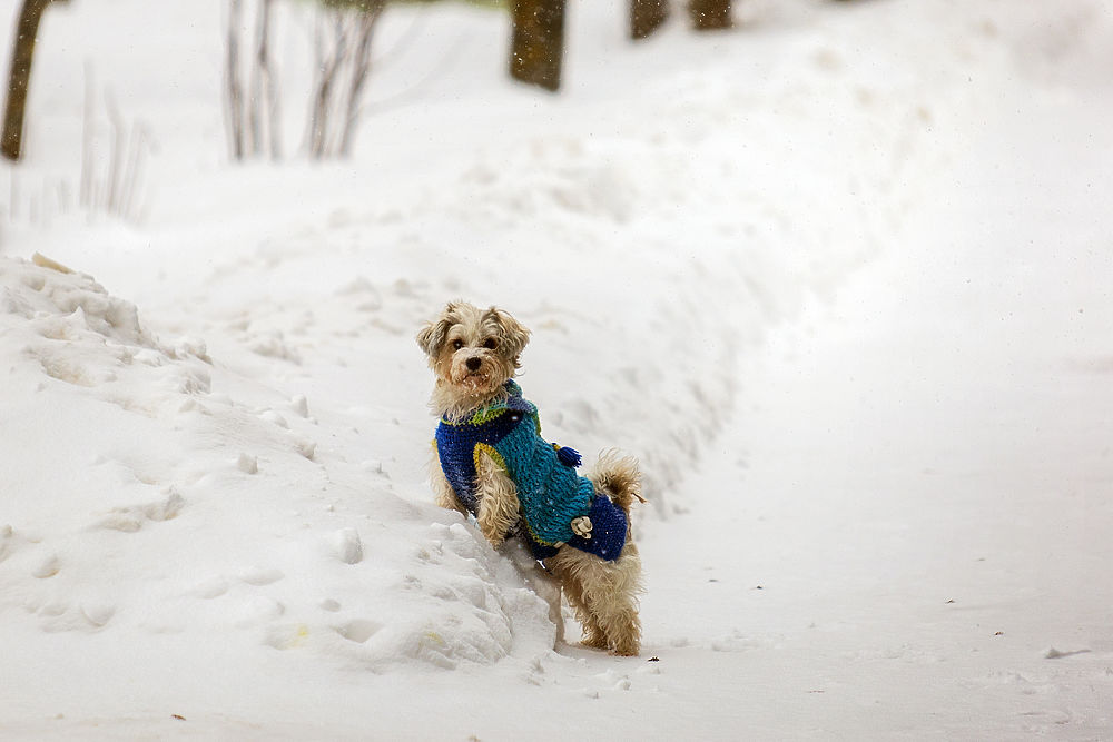 Жителям Тверской области рассказали, как определить у собаки серьезную болезнь