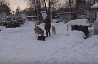 В Тверской области собака помогает биологам чистить снег В Тверской области собака помогает биологам чистить снег