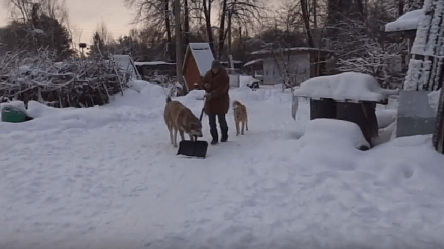 В Тверской области собака помогает биологам чистить снег