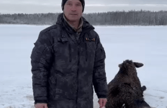 Инспектор рыбоохраны спас лося в Тверской области Инспектор рыбоохраны спас лося в Тверской области