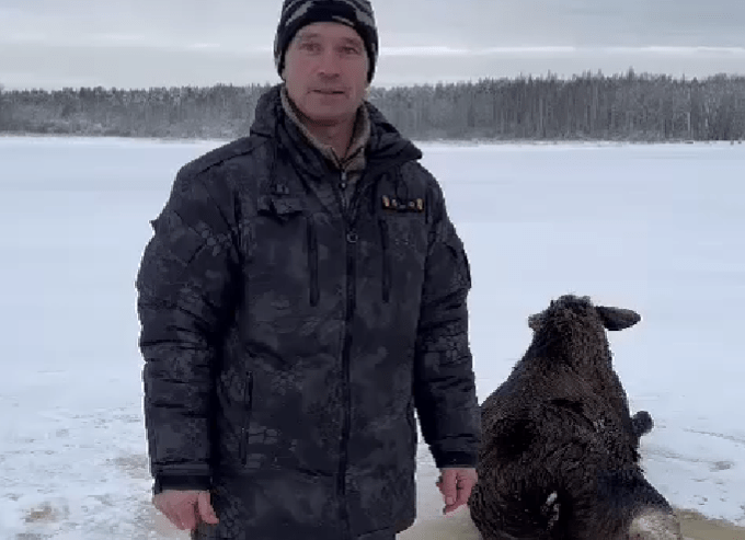 Инспектор рыбоохраны спас лося в Тверской области