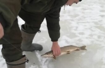 В Тверской области удачливые рыбаки ловят больших щук