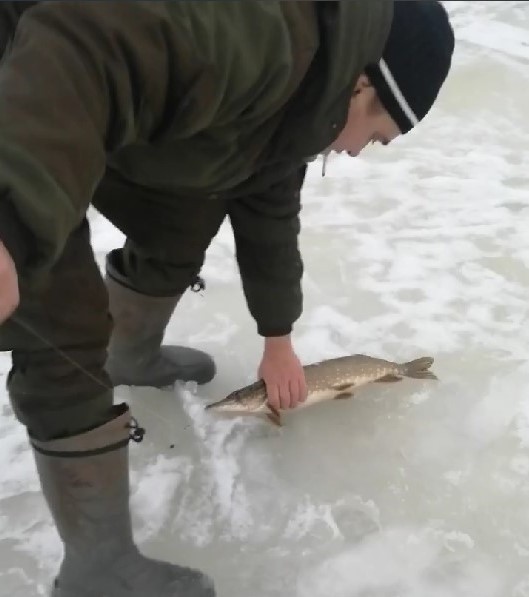 В Тверской области удачливые рыбаки ловят больших щук