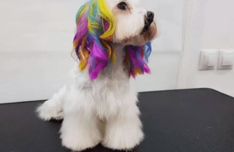 Жители Тверской области начали красить кошек и собак в яркие цвета