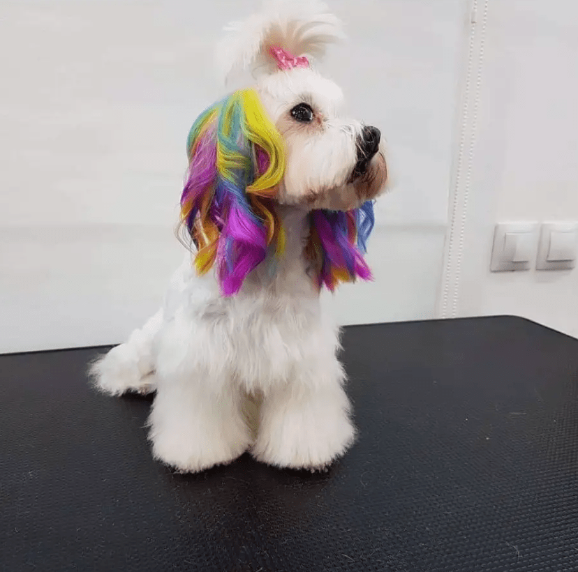 Жители Тверской области начали красить кошек и собак в яркие цвета