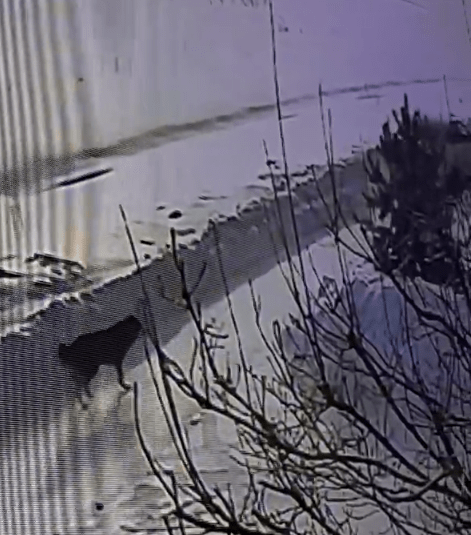 карантин 2020. слоган врача. флешмоб мы работаем. гибдд марий эл. домашний флэшмоб.