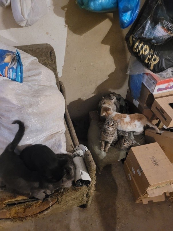 Бойцы из Тверской области попросили прислать в зону СВО корм для кошек