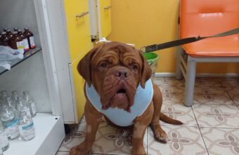 В Твери спасли собаку, которая проглотила игрушку ворон В Твери спасли собаку, которая проглотила игрушку ворон