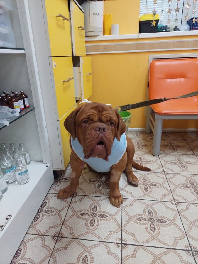 В Твери спасли собаку, которая проглотила игрушку ворон