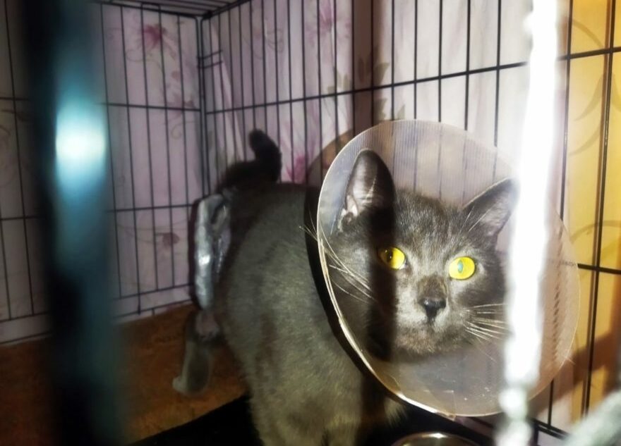 В Тверской области живодеры сломали лапу коту