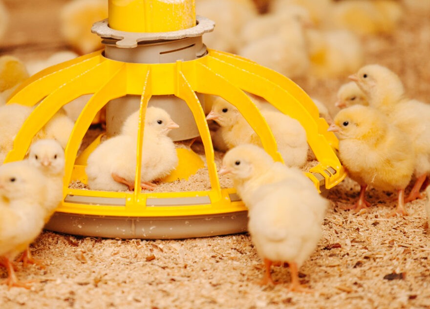 В России появится  новый племенной репродуктор цыплят