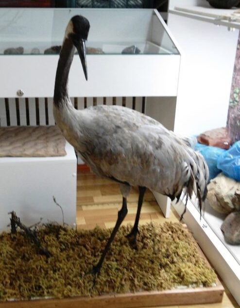 В Андреапольском музее появится витрина с чучелом серого журавля
