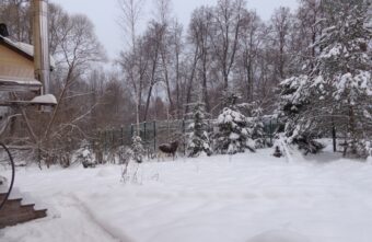 В Тверской области лось согласился подождать, пока отгребут снег от калитки