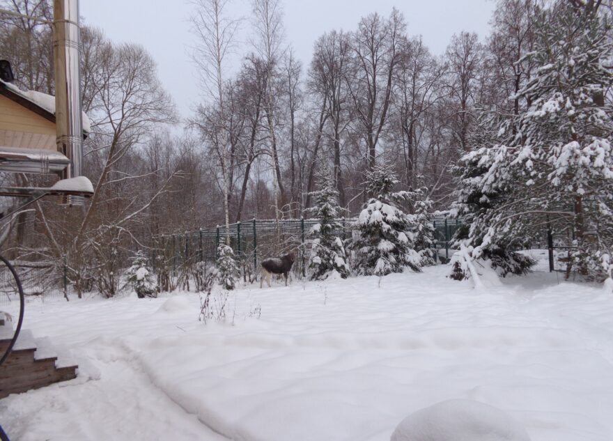 В Тверской области лось согласился подождать, пока отгребут снег от калитки