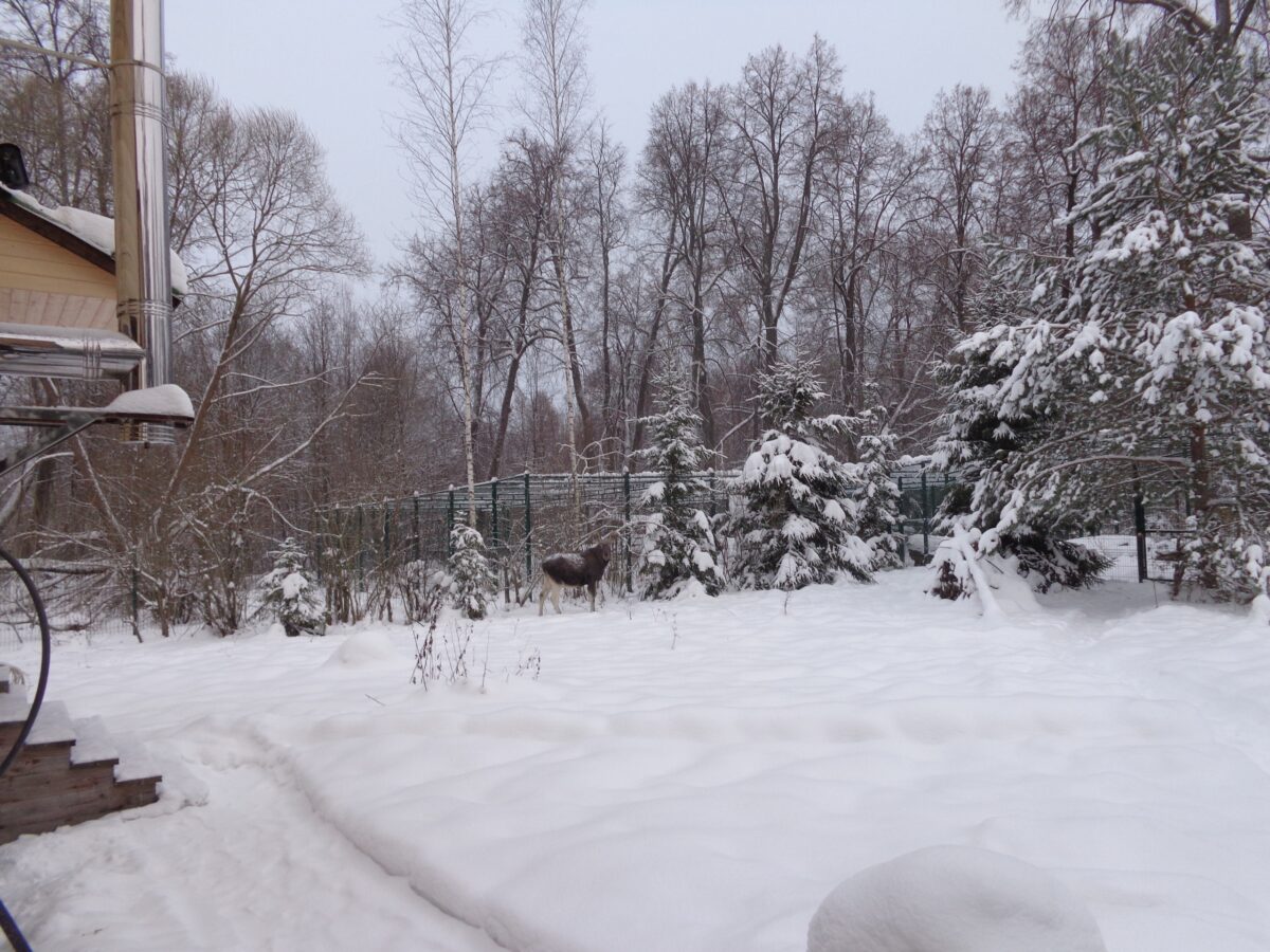 В Тверской области лось согласился подождать, пока отгребут снег от калитки