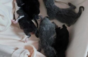 Под Тверью на помойке нашли новорождённых котят Под Тверью на помойке нашли новорождённых котят