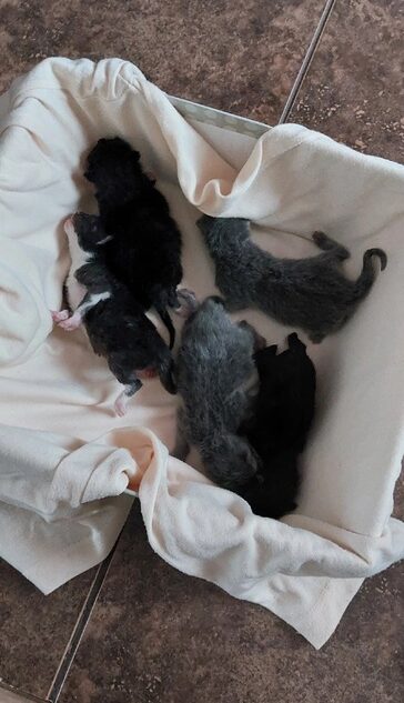 Под Тверью на помойке нашли новорождённых котят