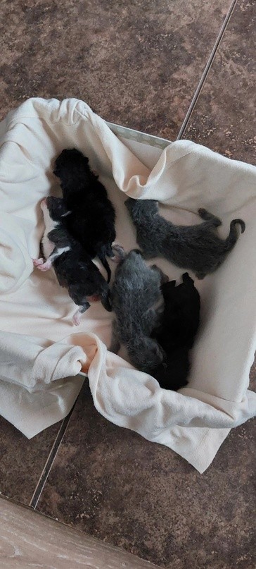 Под Тверью на помойке нашли новорождённых котят