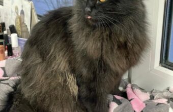 Тверские пожарные спасли замёрзшего кота, застрявшего на дереве