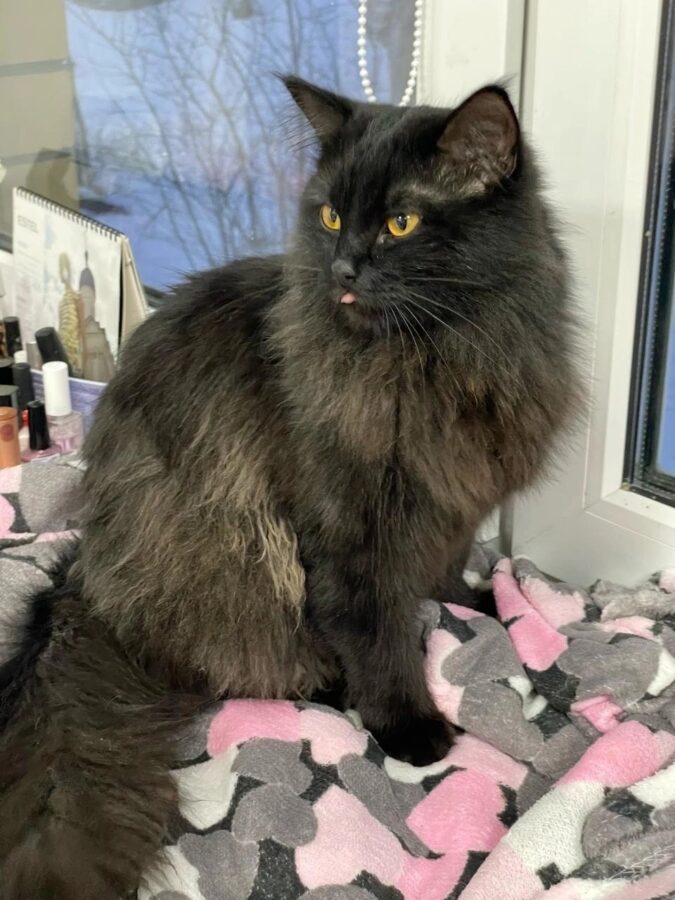 Тверские пожарные спасли замёрзшего кота, застрявшего на дереве