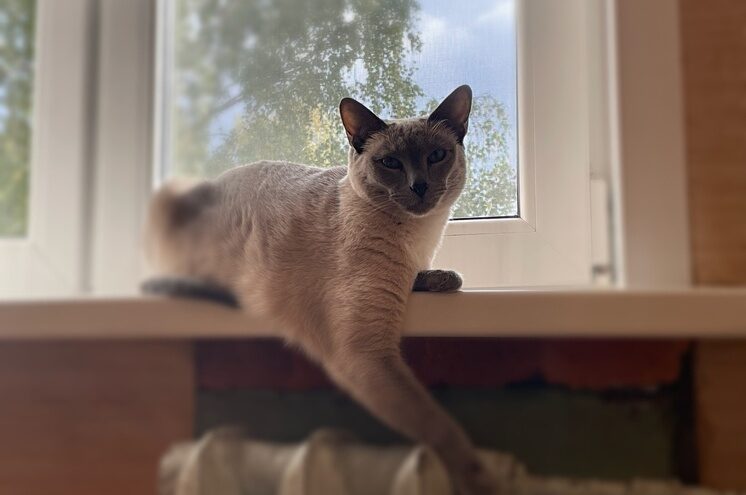 В Тверской области нашли виновников-москвичей, которые оставили поселок без тепла В Тверской области нашли виновников-москвичей, которые оставили поселок без тепла