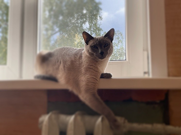 В Тверской области нашли виновников-москвичей, которые оставили поселок без тепла