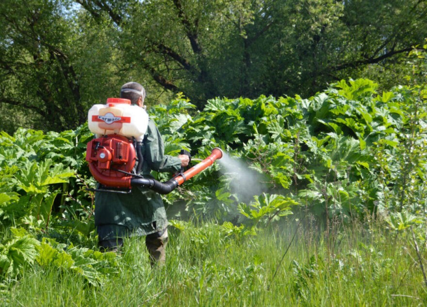 Дачников Тверской области обяжут уничтожать борщевик
